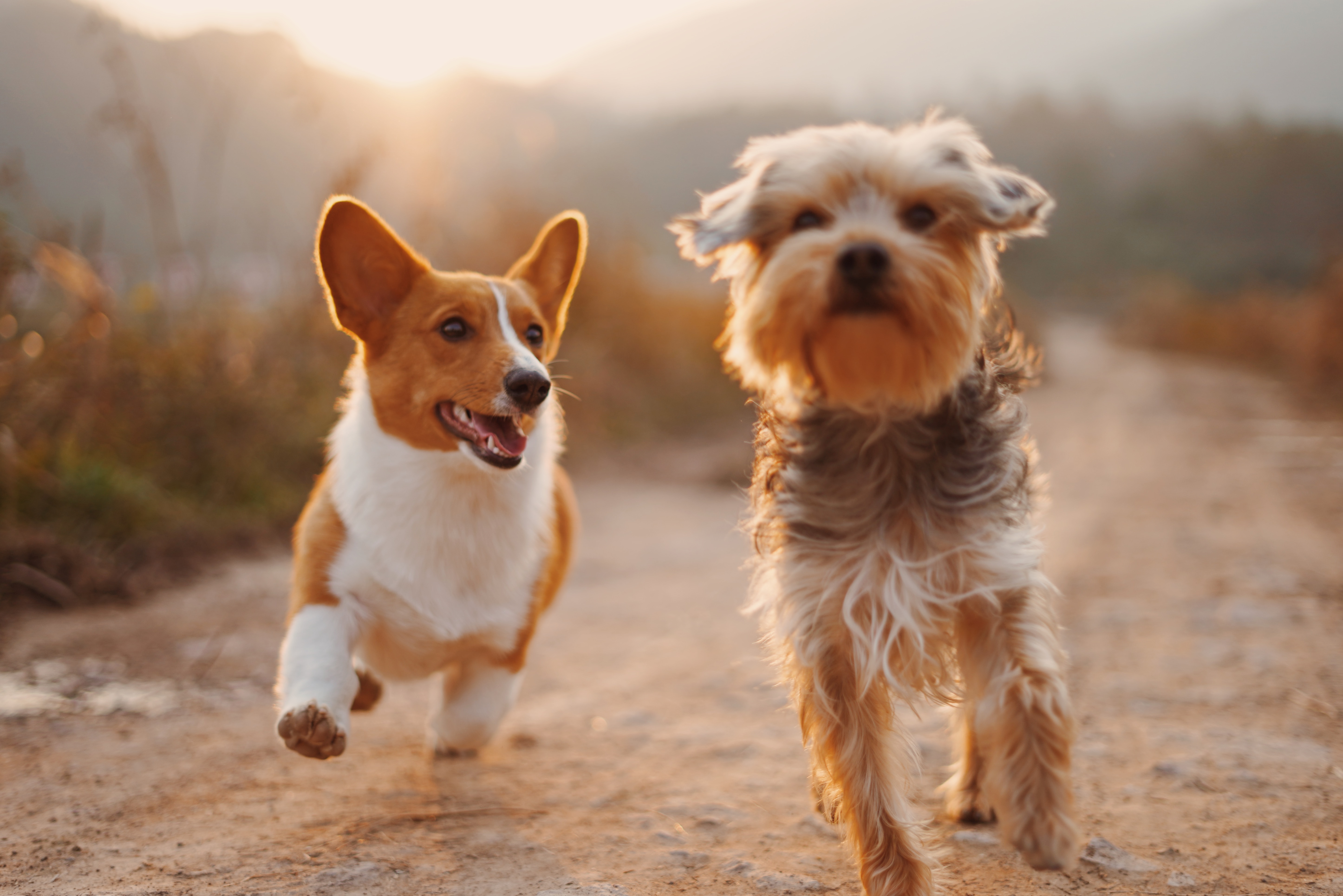 Dogs Running together